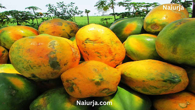 Know 7 side effects of papaya so that you are safe
