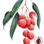 Lychee: Uses, Benefits, Side Effects and More