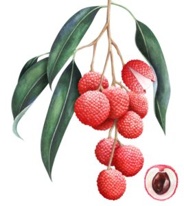 Benefits of Lychee, lychee, Side effects of lychee